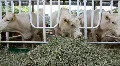Livestock sector HD Footage