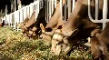 Livestock sector HD Footage