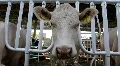 Livestock sector HD Footage