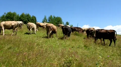 Livestock sector Stock Footage 790628