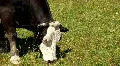 Livestock sector HD Footage