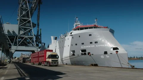 Livestock ship loading cattle for export to China. Stock Footage 93261791