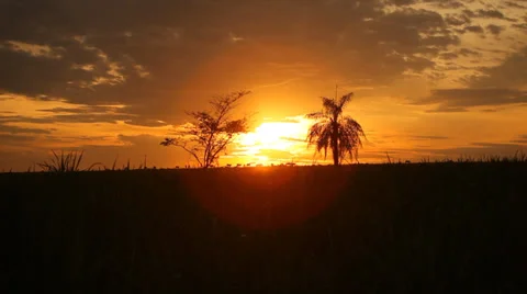 Livestock at Sunset Stock Footage 25537526