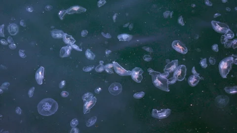 Living and dead jellyfish float Video stock 241515979