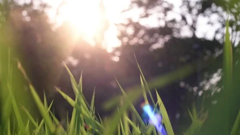 Living Background of a setting sun in a grassy backyard. Vídeo Stock 108766649