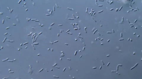 Living Bacteria in Water Sample, microscope 1000x Stock-Footage 317140883