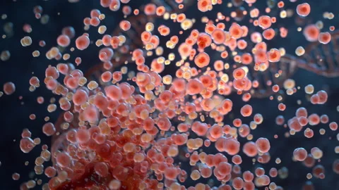 Living cells Stock Footage 255898867