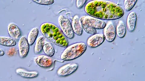 Living Ciliates Under the Microscope in 4K 库存影片 317886882