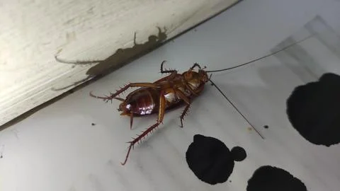 Living cockroach casting shadow on floor surface Stock Photos