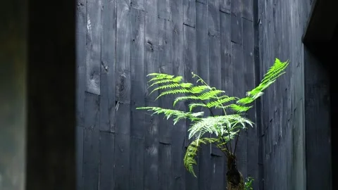 The Living Core: Architecture, Sunlight, and Gentle Breeze 스톡 동영상 342222810