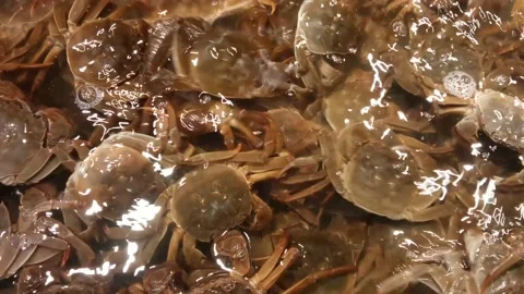 Living crab 스톡 동영상 157396229