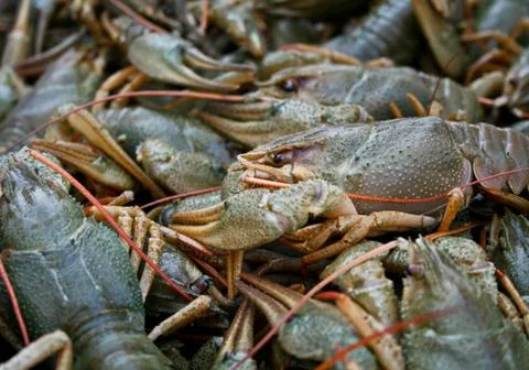 Living crawfish Stock Photos