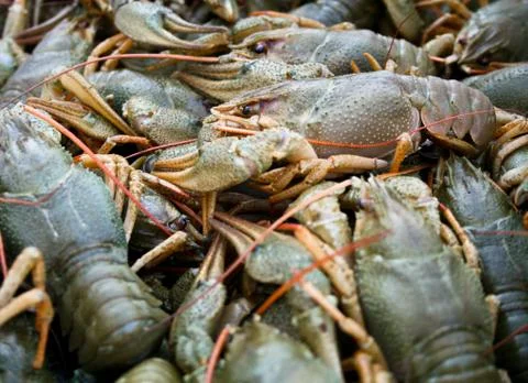 Living crawfish Foto stock