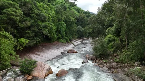 The Living Current: Gliding Along a Pristine Rainforest Stream 스톡 동영상 342222505
