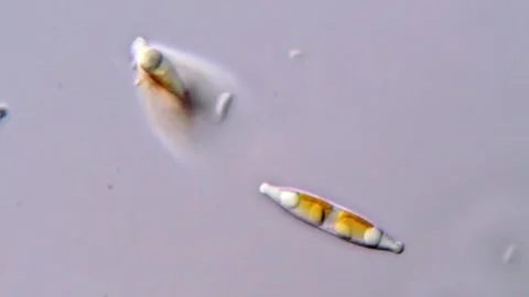 Living Diatoms Moving Under Microscope, 400x 스톡 동영상 317254190