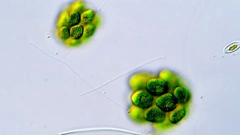 Living Green Algae Cells Observed Through Microscope, 1000x 動画素材 317787853