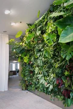 Living green wall with flowers and plants, vertical garden indoors Stock Photos