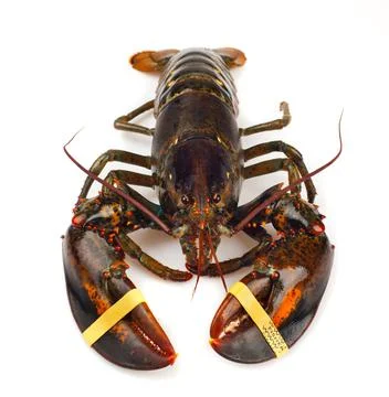 Living lobster isolated on white background Фото
