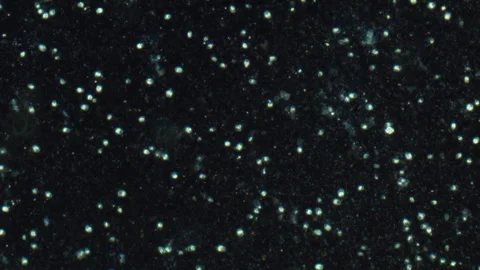 Living microorganisms Stock Footage 308249945