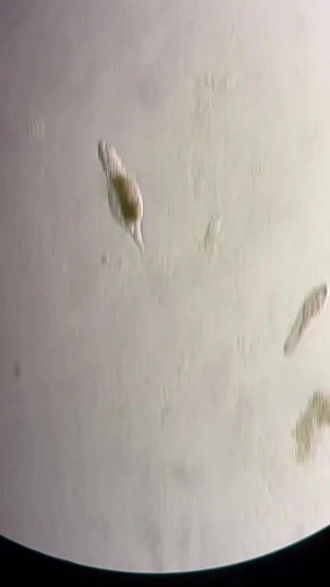 Living Microorganisms Moving Under a Microscope in a Chinese Lab Stock Footage 338209545