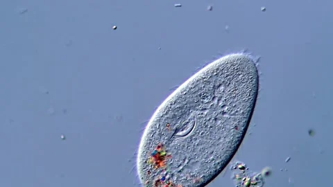 Living Paramecium Under DIC Microscope Vídeos de archivo 317956688