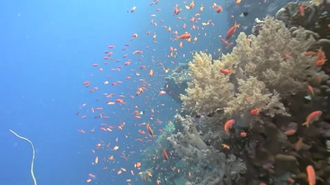 Living reef wall explodes with fish in the deep blue Red Sea Stock Footage 319534620