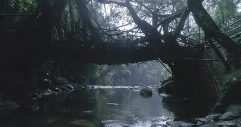 Living Root Bridge Meghalaya 動画素材 136700640