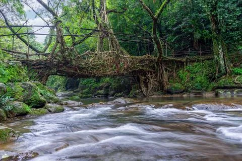 Living Root Bridge Stock Photos