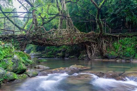 Living Root Bridge Stock Photos