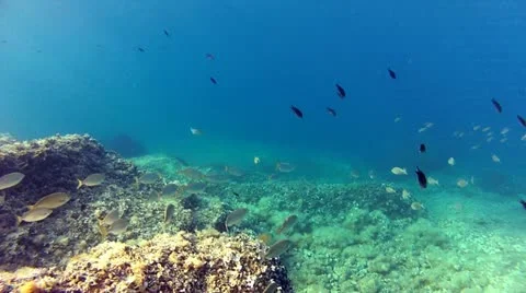 Living sea Stock Footage 11964257