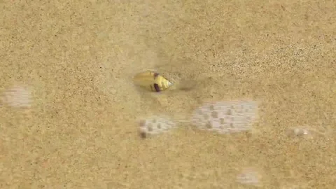 Living seashell burrowing deeply beneath tropical shoreline sands Thailand. Stock Footage 335560870