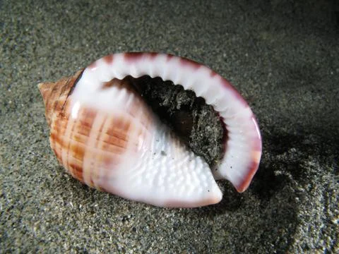 Living Shell underwater Stock Photos