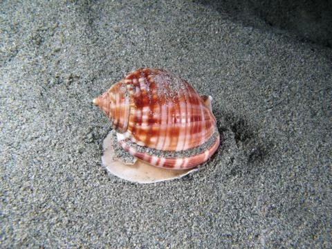 Living Shell underwater Stock Photos