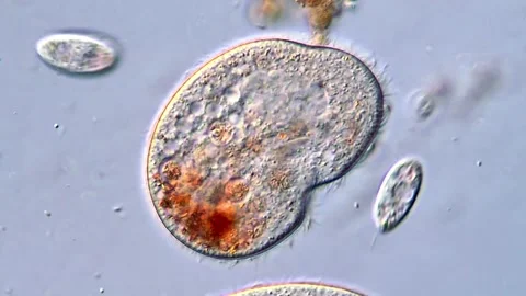 Living Single-Celled Ciliates Captured in Scientific Microscopy, 400x 動画素材 318945518