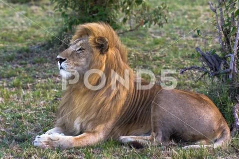 A living sphinx. Beautiful lion. Masai Mara, Kenya Stock Photos