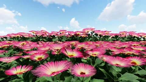 Living Stone Daisy Pink 動画素材 340151737
