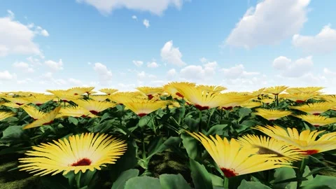 Living Stone Daisy Yellow 스톡 동영상 340151278