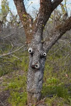 Living tree Foto stock