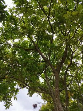 A living tree Foto stock