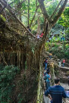 Living tree root bridge crowded with tourist at morning from unique angle Stock-Fotos