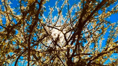 Living tree with sun Stock Photos