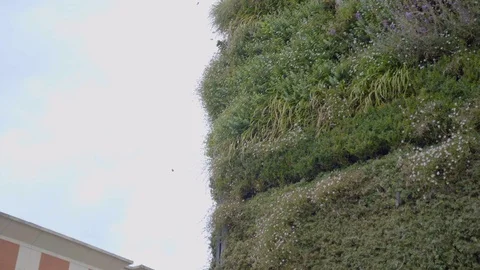 Living wall Stock Footage 116597661