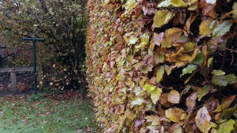 Living wall Stock Photos