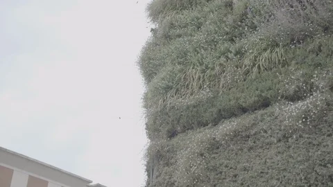 Living wall in sutton Video stock 116597703