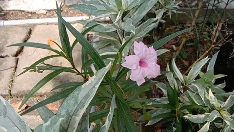 Liyar flower scenery Stock Footage 236742329
