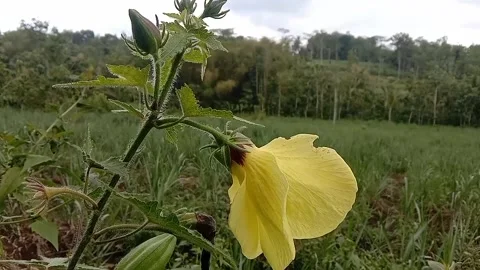 Liyar flower scenery Stock Footage 236839216