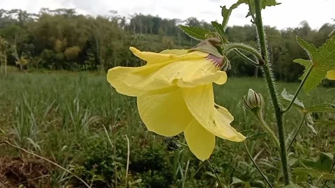 Liyar flower scenery Stock Footage 236839247