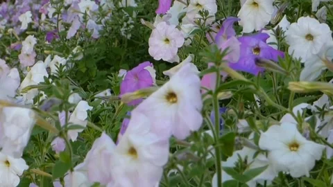 Liyar flower views Stock Footage 236441818