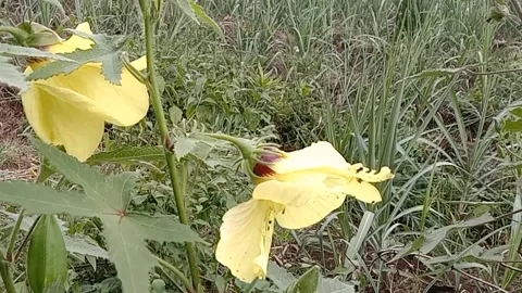 Liyar flower views Stock Footage 236838971