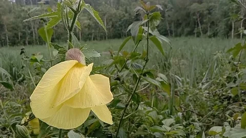 Liyar flower views Stock Footage 236839065